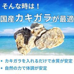 【1kg300円】水質改善に！天然牡蠣ガラ（家庭菜園やボレー粉にも◎）の画像