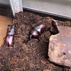 7月24日採集カブトムシ♂、♀ペア300円、ノコギリクワガ♂、♀ペア300円　カブトムシ、ノコギリペア&ペア計4匹500円！の画像