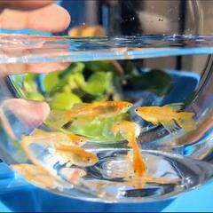 【竜章鳳姿】🧡丈夫な大きめ子供　一ヶ月超　メダカ 稚魚　8匹  優雅✨ヒレ長 ピンクほっぺ🩷  めだか ラメ 鰭ヒラヒラ 一組限定の画像