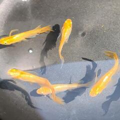【竜章鳳姿】🧡丈夫な大きめ子供　一ヶ月超　メダカ 稚魚　8匹  優雅✨ヒレ長 ピンクほっぺ🩷  めだか ラメ 鰭ヒラヒラ 一組限定の画像