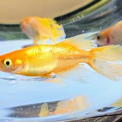 【竜章鳳姿】🧡丈夫な大きめ子供　一ヶ月超　メダカ 稚魚　8匹  優雅✨ヒレ長 ピンクほっぺ🩷  めだか ラメ 鰭ヒラヒラ 一組限定の画像