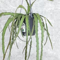 レピスミウム　吊り鉢入りの画像