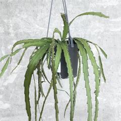 レピスミウム　吊り鉢入りの画像