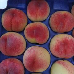 しのおかの桃　愛知白　22個入1箱(大箱)　税込4000円の画像