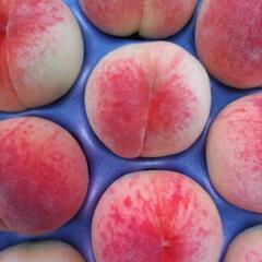 しのおかの桃　愛知白　22個入1箱(大箱)　税込4000円の画像