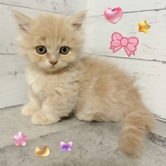 【里親募集】♡ミヌエットの男の子♡