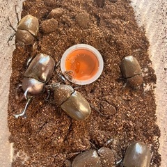 カブトムシ　　♂１♀５　　セットの画像