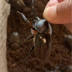カブトムシ　　♂１♀５　　セットの画像