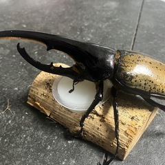 【種あり】ヘラクレスヘラクレス ♂147.8mm 一度交尾済み  の画像