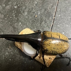 【種あり】ヘラクレスヘラクレス ♂147.8mm 一度交尾済み  の画像