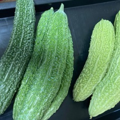 ゴーヤ 3本の画像