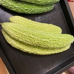 ゴーヤ 3本の画像