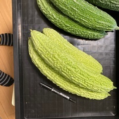 ゴーヤ 3本の画像