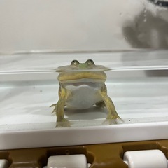 バジェットガエル☆水槽、ヒーター付きの画像