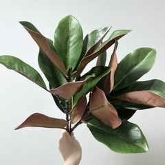 フェイクグリーン 🌿‬早い者勝ちです！！🙏🏻の画像