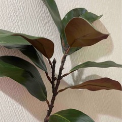 フェイクグリーン 🌿‬早い者勝ちです！！🙏🏻の画像