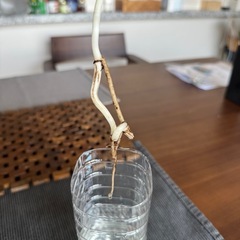 モンステラ　デリシオーサの画像