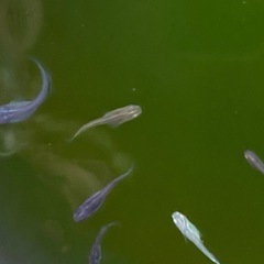 メダカ　MIX(雑種) 稚魚　10匹の画像