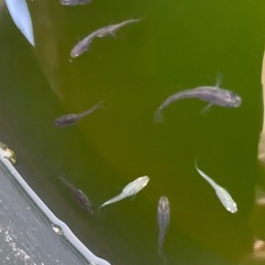 メダカ　MIX(雑種) 稚魚　10匹の画像