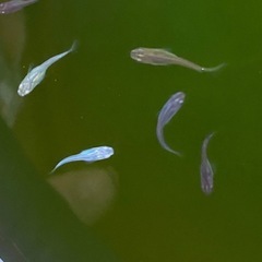 メダカ　MIX(雑種) 稚魚　10匹の画像