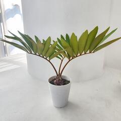メキシカン　ソテツ　ザミアの画像