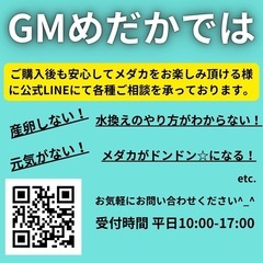 令和黒ラメ幹之サファイア系 改良メダカ無人販売 GMめだか にて1匹〜販売中‼︎ 全国発送も承ります‼︎の画像
