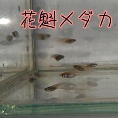 8/10まで 花魁メダカ 針子  10匹～の画像