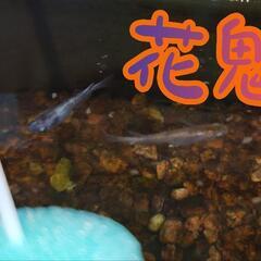 8/10まで 花魁メダカ 針子  10匹～の画像