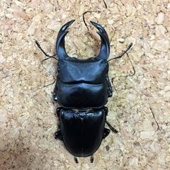 夏休み暑いね🥵🥵🥵🤗クワガタ、カブトムシ採集飼育 🤗 - 助け合い