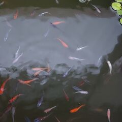 ミックスメダカ　1～2センチ　12匹の画像