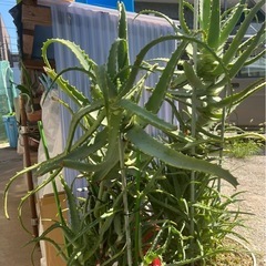 アロエ　観葉植物　ガーデニング　3鉢あります！の画像