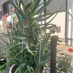 アロエ　観葉植物　ガーデニング　3鉢あります！の画像