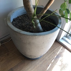 観葉植物ブラッサイア　大180㎝の画像