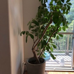 観葉植物ブラッサイア　大180㎝の画像
