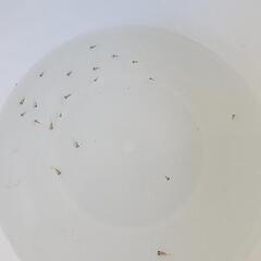 ホワイト出目ダルマパンダ        幼魚10匹 250円の画像