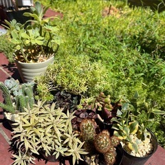 多肉植物 サボテン 10種 ポットごとお渡し  エケベリア セダムの画像