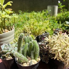 多肉植物 サボテン 10種 ポットごとお渡し  エケベリア セダムの画像