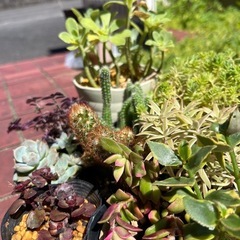 多肉植物 サボテン 10種 ポットごとお渡し  エケベリア セダムの画像