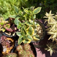 多肉植物 サボテン 10種 ポットごとお渡し  エケベリア セダムの画像