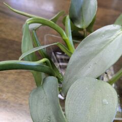 フィロデンドロン　観葉植物　水差し　3本の画像