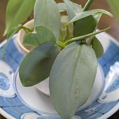 フィロデンドロン　観葉植物　水差し　3本の画像