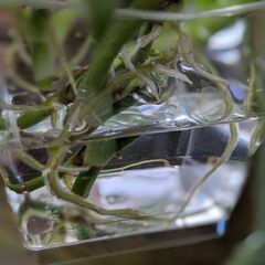 フィロデンドロン　観葉植物　水差し　3本の画像
