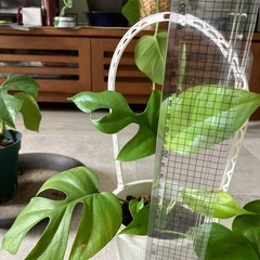 お取引中　
ヒメモンステラ の画像