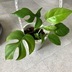 ランキングキーワードに紐づく投稿画像-観葉植物