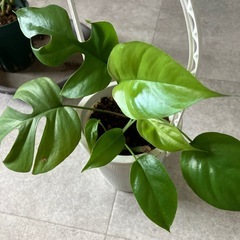 お取引中　
ヒメモンステラ の画像