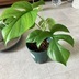 ランキングキーワードに紐づく投稿画像-観葉植物