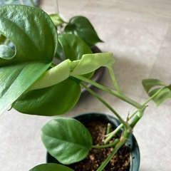 お取引中　
ヒメモンステラ  新しい葉ありの画像