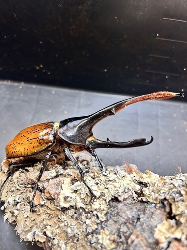 ヘラクレスリッキー 大型ペア