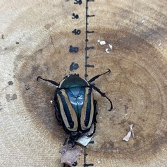 シロヘリミドリツノカナブン タンザニア産 ♂2頭×♀2頭 計4頭(♀1頭はB品)の画像