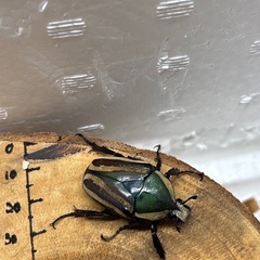 シロヘリミドリツノカナブン タンザニア産 ♂2頭×♀2頭 計4頭(♀1頭はB品)の画像